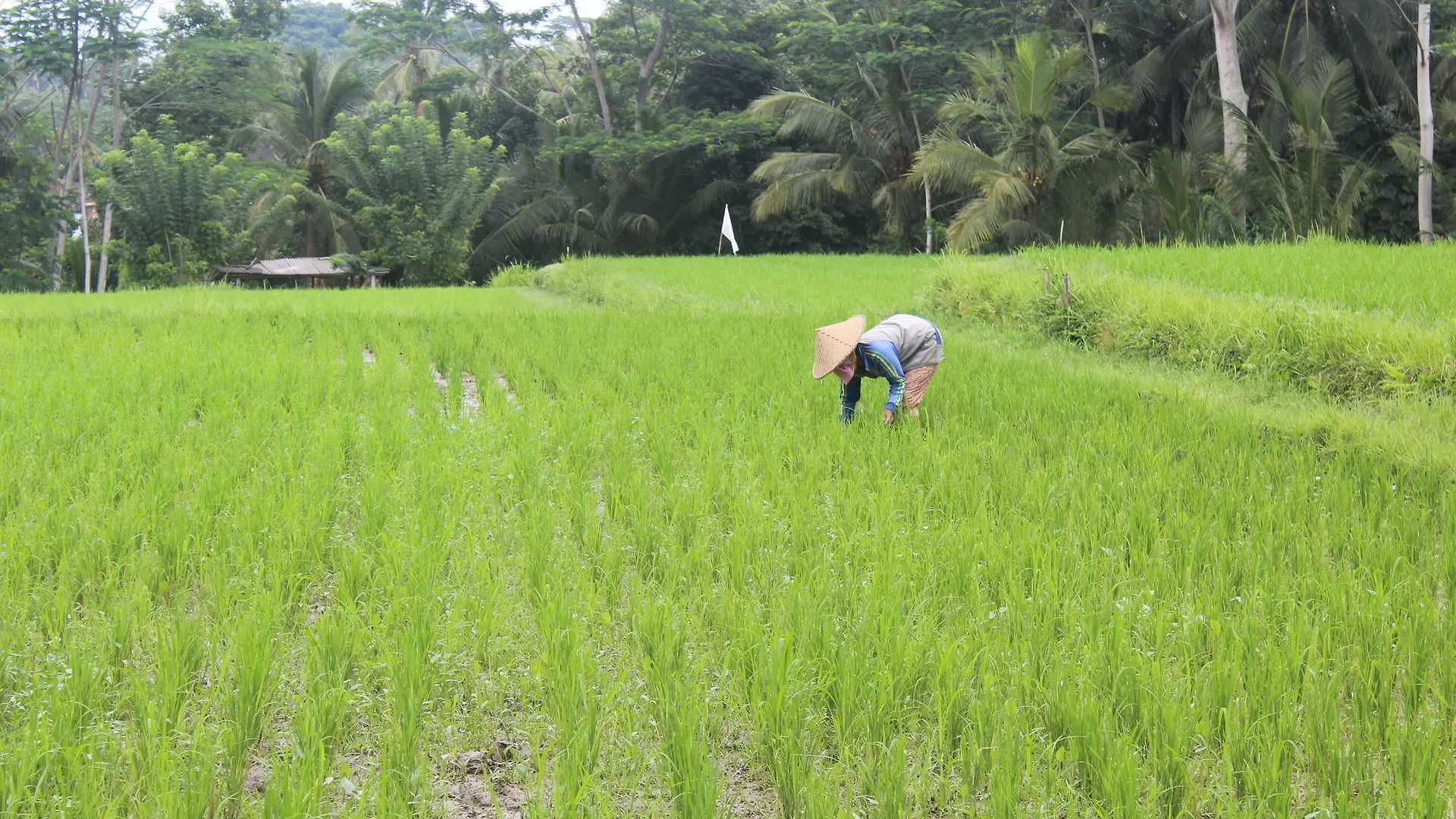 Dedary Resort & Spa Ubud By Ini Vie Hospitality 4*,  Indonesien